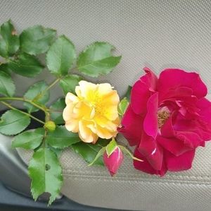 Meet your Posher, Valerie